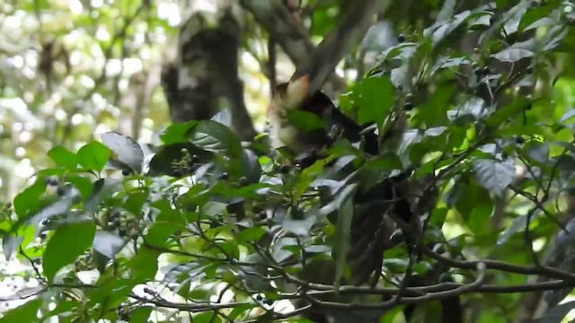 Collared Aracari (Collared) - ML201220351