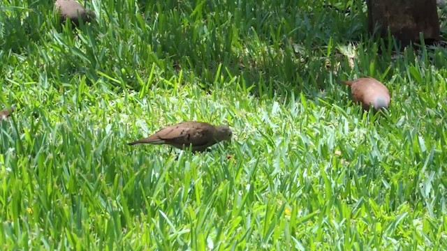 Ruddy Ground Dove - ML201220401