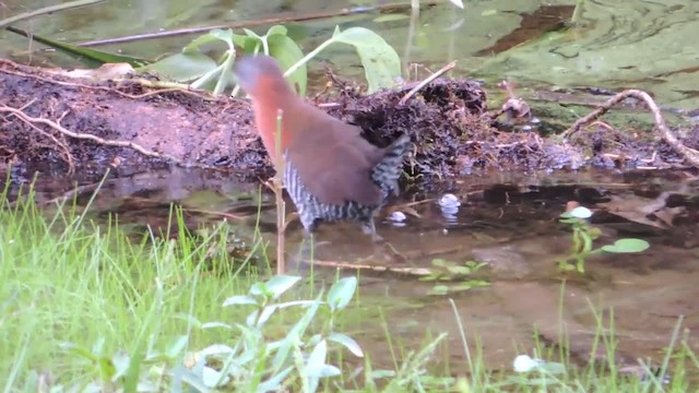 White-throated Crake (Gray-faced) - ML201220451