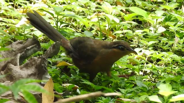 Lesser Ground-Cuckoo - ML201220471