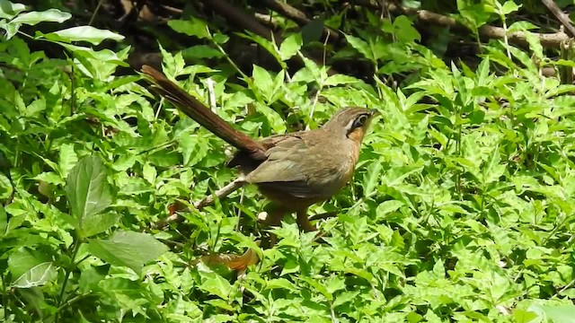 Lesser Ground-Cuckoo - ML201220481