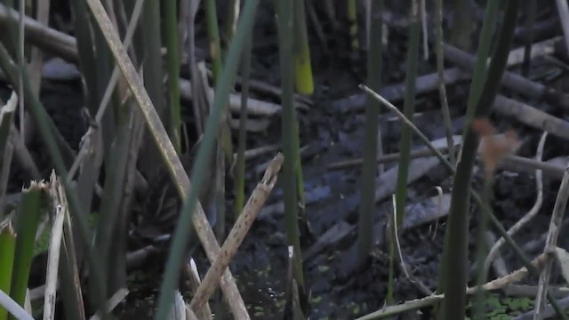 Bogota Rail - ML201220501