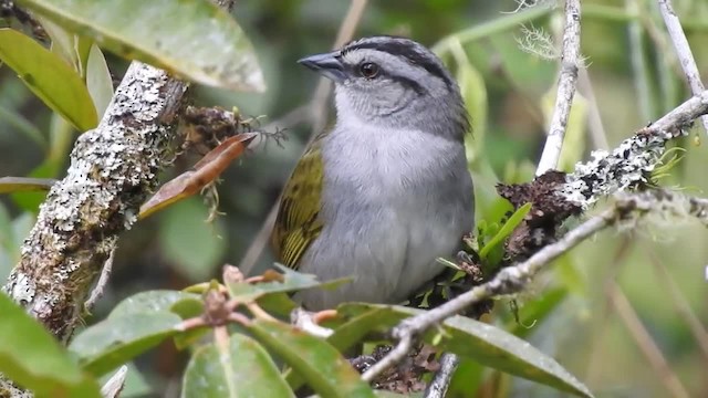 Black-striped Sparrow - ML201220521