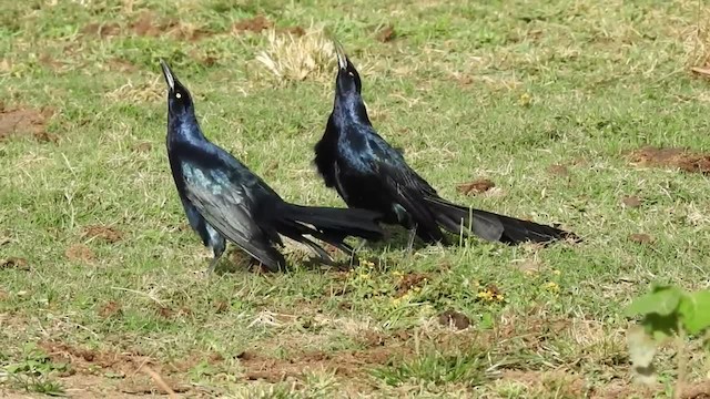 Great-tailed Grackle (Great-tailed) - ML201220531