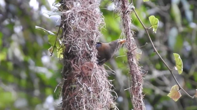 Breithauben-Stirnvogel [angustifrons-Gruppe] - ML201220601