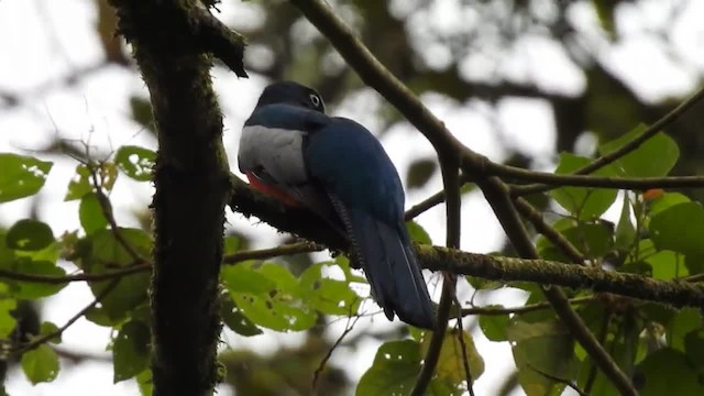 Lattice-tailed Trogon - ML201220621