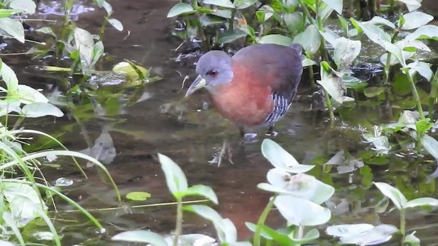 キタノドジロコビトクイナ（cinereiceps） - ML201220641