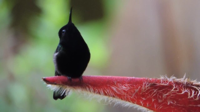 Colibri à ventre noir - ML201220691