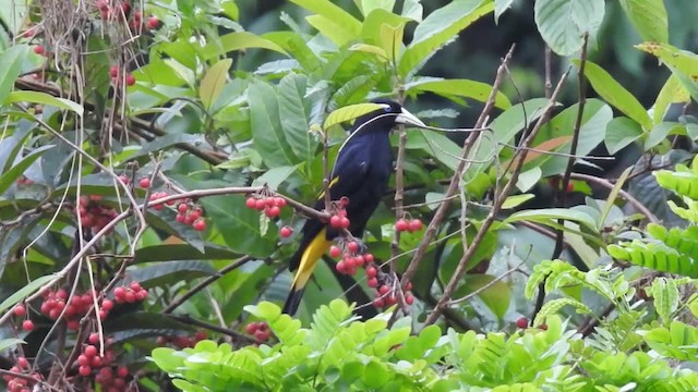 Yellow-rumped Cacique (Amazonian) - ML201220711