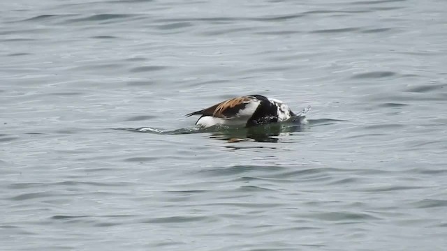 Long-tailed Duck - ML201220821