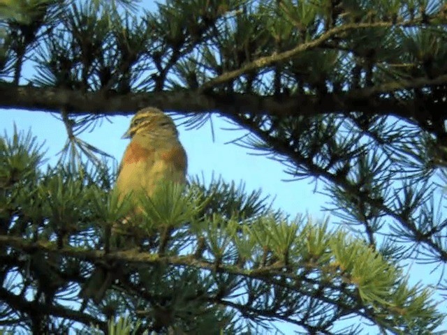 Cirl Bunting - ML201220921