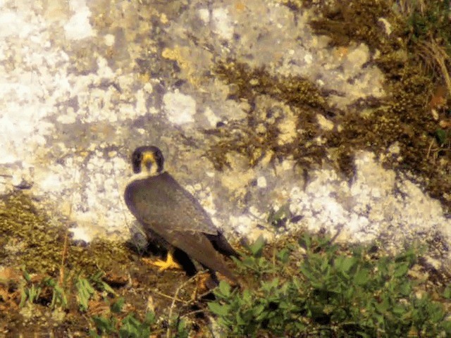 Peregrine Falcon (Eurasian) - ML201221121