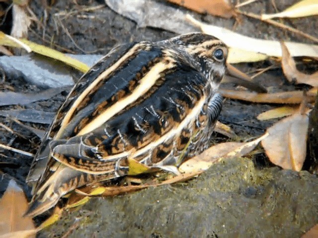 Jack Snipe - ML201221151