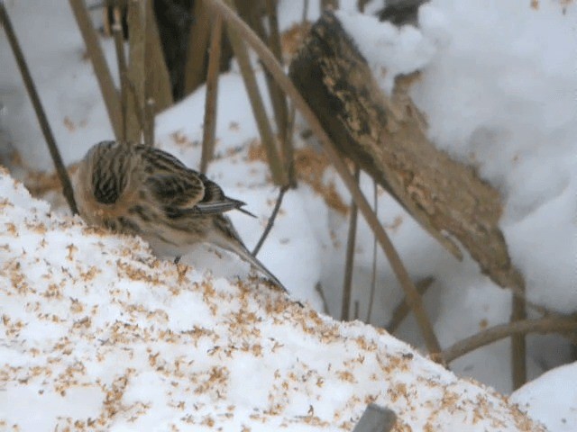 Twite - ML201221251