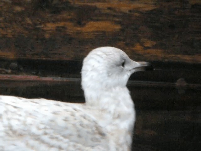Полярная чайка (glaucoides) - ML201221301