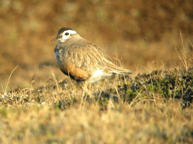 Eurasian Dotterel - ML201221331