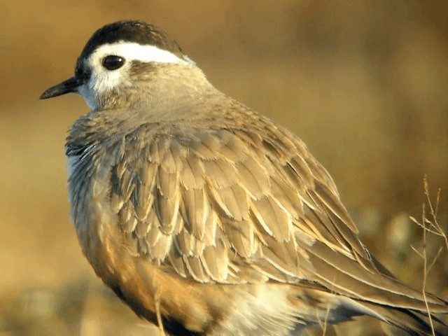 Eurasian Dotterel - ML201221341