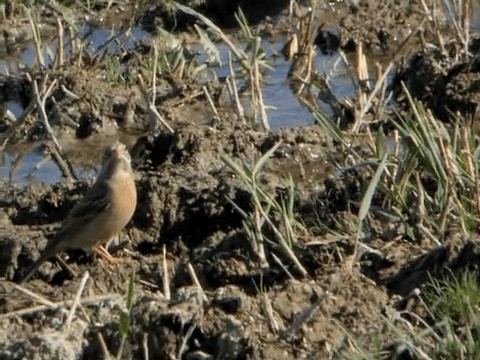 Gray-necked Bunting - ML201221591