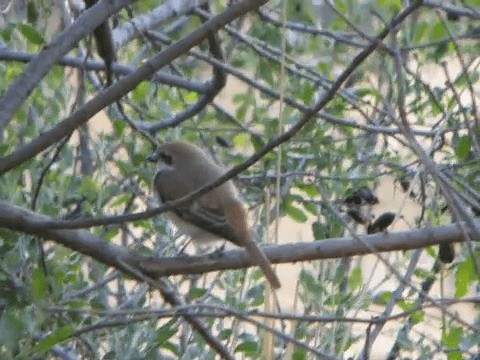 Red-tailed Shrike - ML201221611