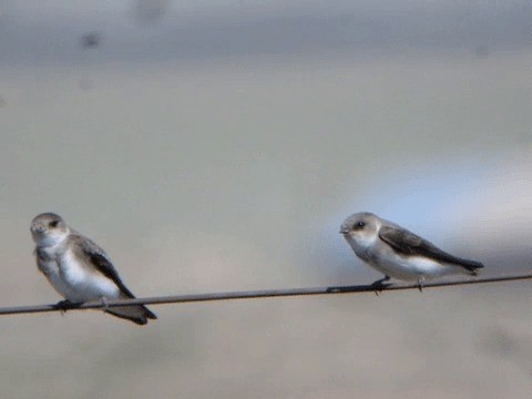 Pale Martin - ML201221681