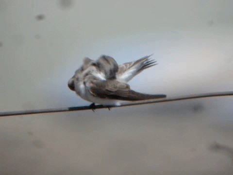 Pale Martin - ML201221691