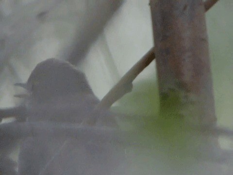 busksanger - ML201221721