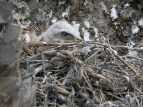 káně bělochvostá (ssp. rufinus) - ML201221771