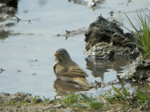 Gray-necked Bunting - ML201221801