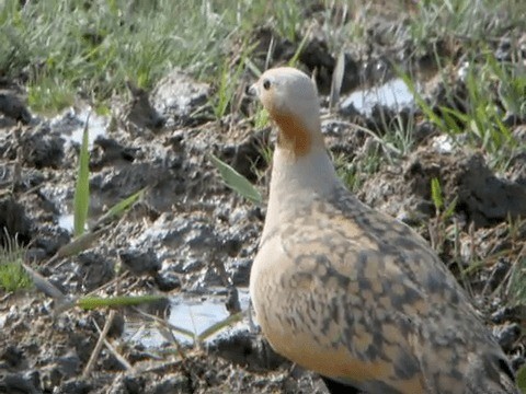 Black-bellied Sandgrouse - ML201221831