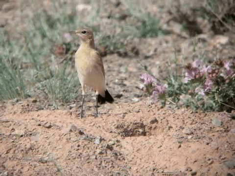 Isabelline Wheatear - ML201221851