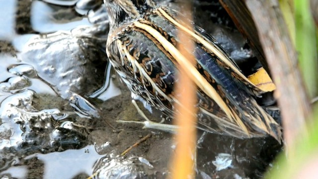 Jack Snipe - ML201222001