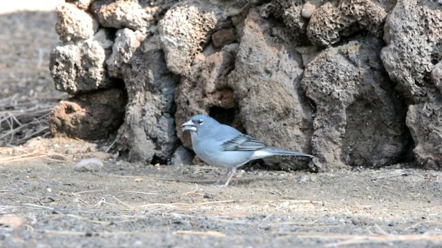 Tenerife Blue Chaffinch - ML201222161