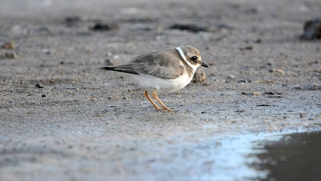 Common Ringed Plover - ML201222191