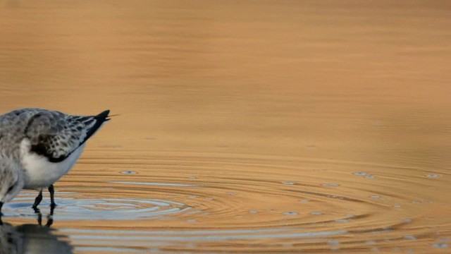 Sanderling - ML201222221