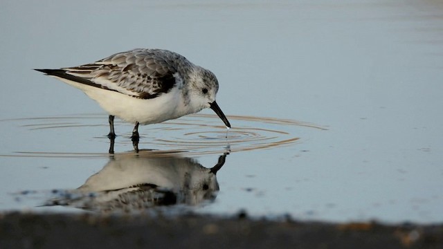 Bécasseau sanderling - ML201222231