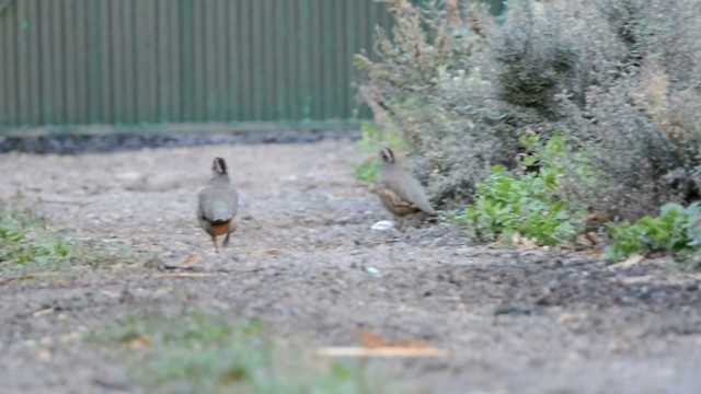 Barbary Partridge - ML201222281