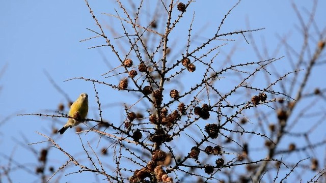 båndkorsnebb (bifasciata) - ML201222291