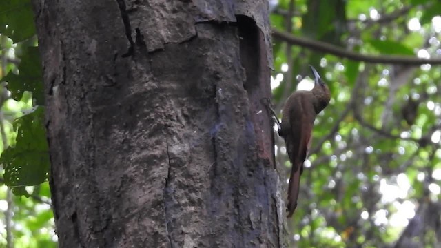 Northern Barred-Woodcreeper (Western) - ML201222551