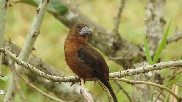 Nicaraguan Seed-Finch - ML201222611