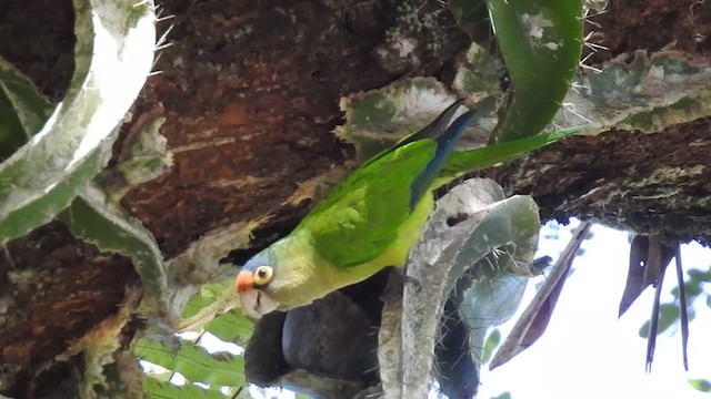 Orange-fronted Parakeet - ML201222621