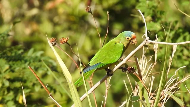 Aratinga Frentinaranja - ML201222631