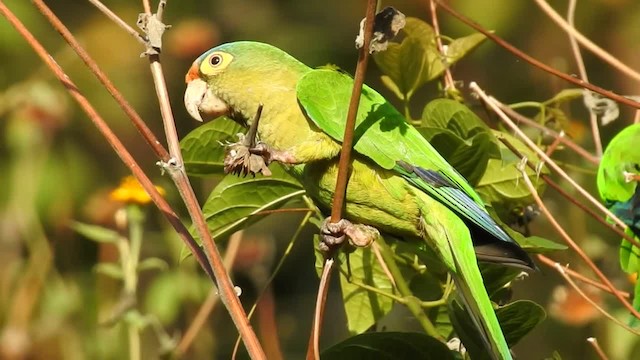 Orange-fronted Parakeet - ML201222641