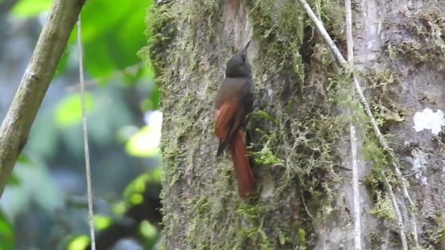 Olivaceous Woodcreeper (Grayish) - ML201222661