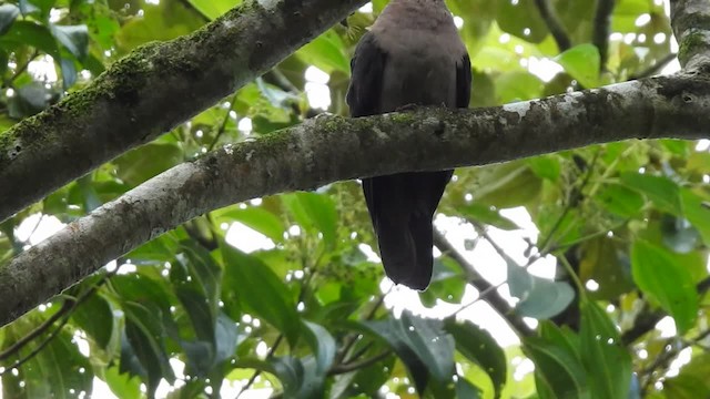 Short-billed Pigeon - ML201222681