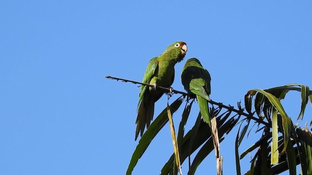 Conure de Finsch - ML201222711