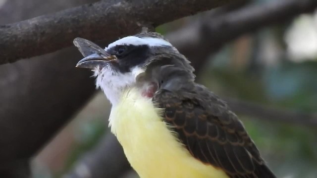 båtnebbtyrann (mexicanus gr.) - ML201222741