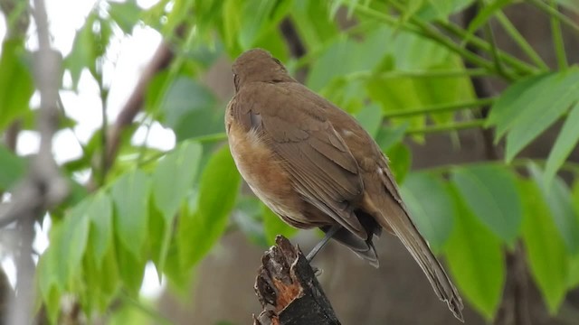 Clay-colored Thrush - ML201222761