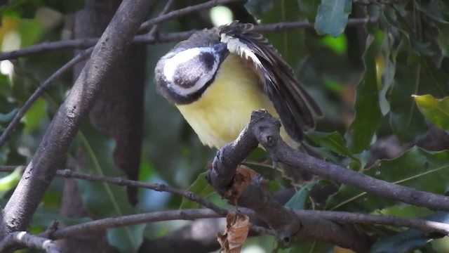 båtnebbtyrann (mexicanus gr.) - ML201222771