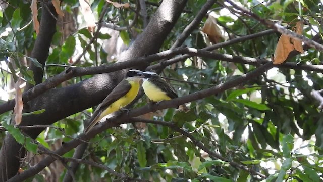 båtnebbtyrann (mexicanus gr.) - ML201222781