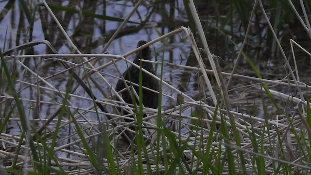 Virginia Rail (Virginia) - ML201222901